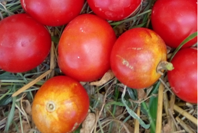 Томат Splash of kream (Irish cream) Ирландия