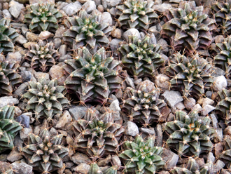 Gymnocalycium mihanovichii GN 1092 (D=18-20 mm)