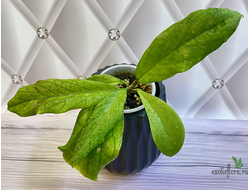 14/02/2025 hoya ranauensis