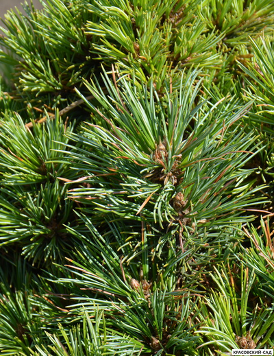 Сосна кедровая европейская Ортлер - Ortler
