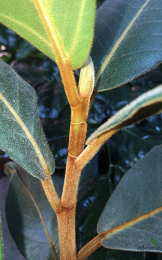 Ficus Velutina / Фикус Велюр