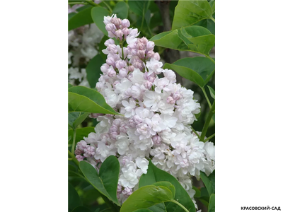 Сирень обыкновенная Красавица Москвы