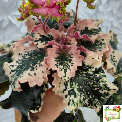 МТ-Пески Времени (М. Тотиева) 2022 г.