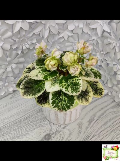 ЛЕ-Элли (Е. Лебецкая)