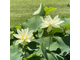 Лотос белый (Nelumbo nucifera) абсолю 1 г