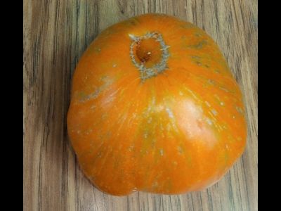 Томат Kozula 179 (Zebra Zolta /Volta , Польша)