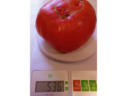 Томат Ишалница (Isalnita cu Cute) Румыния