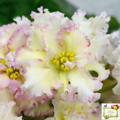 ЛЕ-Злато Скифов (Е. Лебецкая) 2015 г.