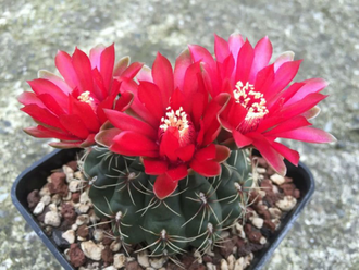 Гимнокалициум Бальда - Gymnocalycium Baldianum, Гимнокалициум Балдианум, высокогорный кактус, красиво цветущий