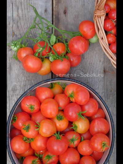 Томат Dwarf  Gandolf (Гендольф), 10 шт