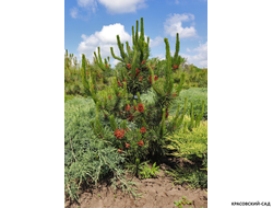 Сосна Негиши - Negishi