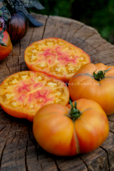 Томат Ярсон 34 (Jarson 34), 10 шт