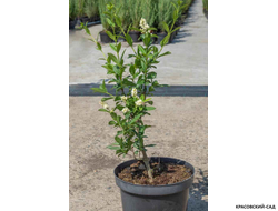 Бирючина Пирамидале -  Pyramidale