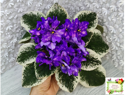 РС-Астролог (С. Репкина) 2020 г.