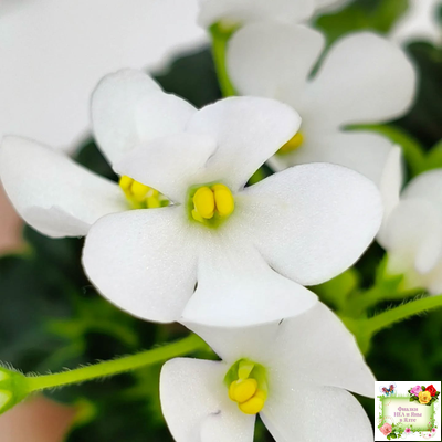 Lullaby (Arndt) (гёрл-лист)