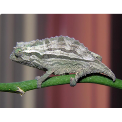 Хамелеон африканский карликовый (Rhampholeon brevicaudatus)