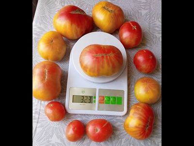 Томат Медовое авеню (Honey avenue)