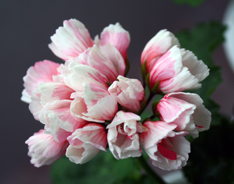 Marie-Louise - пеларгония тюльпановидная - зимнее цветение, в прохладных условиях