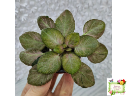 ОЗ-Viola-Tesoro (О. Завадська) листовая химера