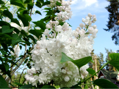 Сирень обыкновенная Красавица Москвы