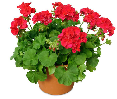 "Лист герани" силиконовый молд  (вайнер)