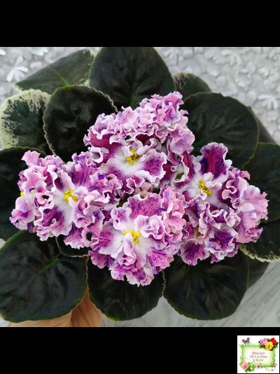 ТФ-Confetti (Т. Фурлетова) 2024 г. (лист с детками посажен 13.07.25)