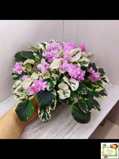 Cherokee Trail (L. Ray) трейлер (пасынок сорт посажен 06.10.25)