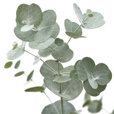 Вайнеры и каттеры "Лист эвкалипта"