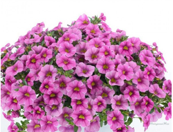 Калибрахоа Colibri Pink Lace в горшке 5,5л