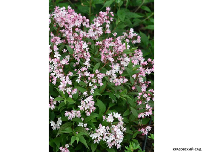 Дейция гибридная Юки Черри Блоссом