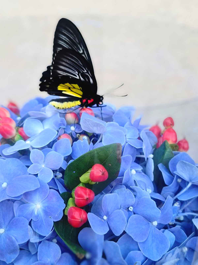 Синяя гортензия с большой бабочкой №61
