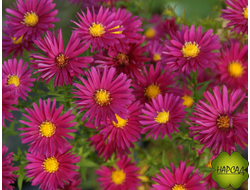 Астра многолетняя "КРИМСОН БРОКАДЕ"