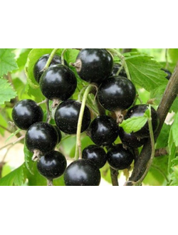 Смородина черная Серенада