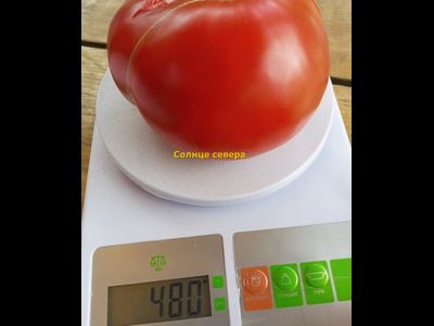 Томат Солнце севера