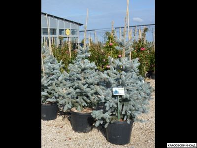 Ель Хупси - Hoopsii