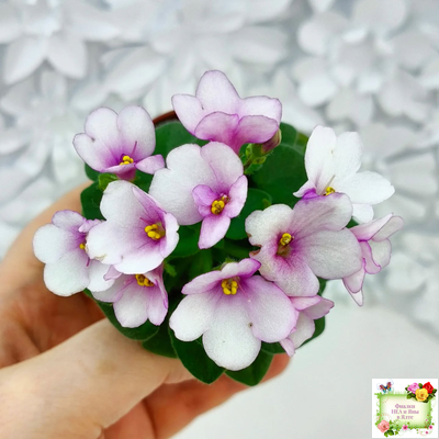 ЛЕ-Колибри (Е. Лебецкая) (3 листа посажены в 1 стак. 20.10.25)