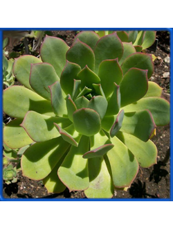 Aeonium lancerottense