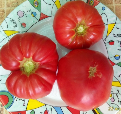 Томат Дакоста португальская (DaCosta's Portuguese)