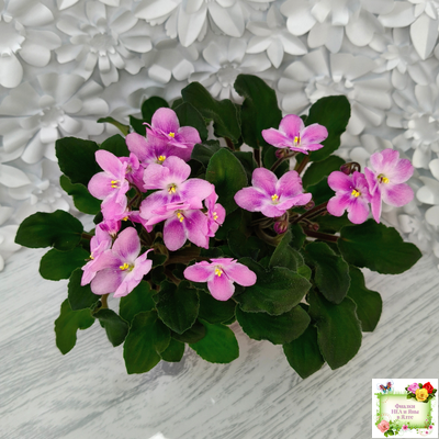 LV-Звезда в Ночи (Л. Шевелева) 2025 г. трейлер (клакамасный лонг)