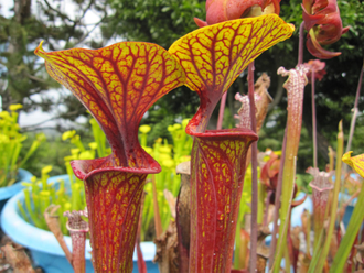 Sarracenia Flava var. Ornata