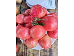 Томат гном ОПО (OPO)