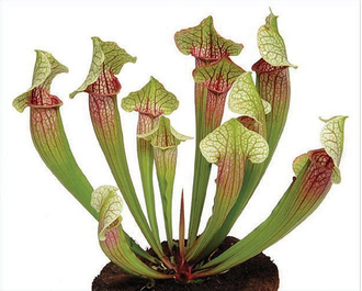 Sarracenia Eva