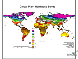 Лотос Чаван Басу (Chawan Basu)
