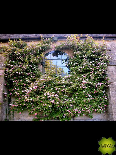 Актинидия &quot;ДОКТОР ШИМАНОВСКИЙ&quot; (ЯРКАЯ ОКРАСКА ЛИСТЬЕВ + ВКУСНЫЕ ЯГОДЫ)