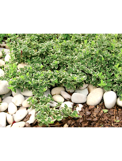 Бересклет Форчуна Silver Queen