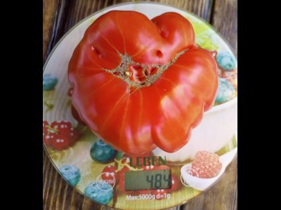 Томат Нанни бао (Nanni Bao), Италия