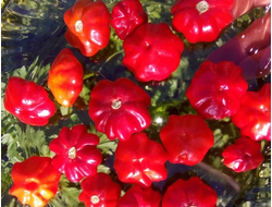 Перец острый Бразильская морская звезда (Red Brazilian Starfish)