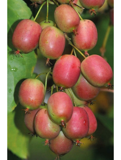 Актинидия аргута Ананасная (жен.)