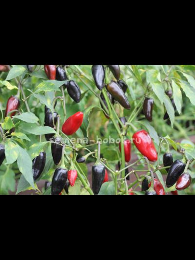 Перец острый Хабанеро пурпурный, 10 шт.
