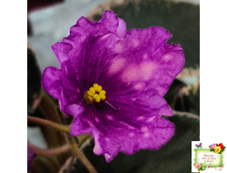 Nik-Кони в Яблоко  (Н. Булко) 2022 г. (пестролистный лонг)